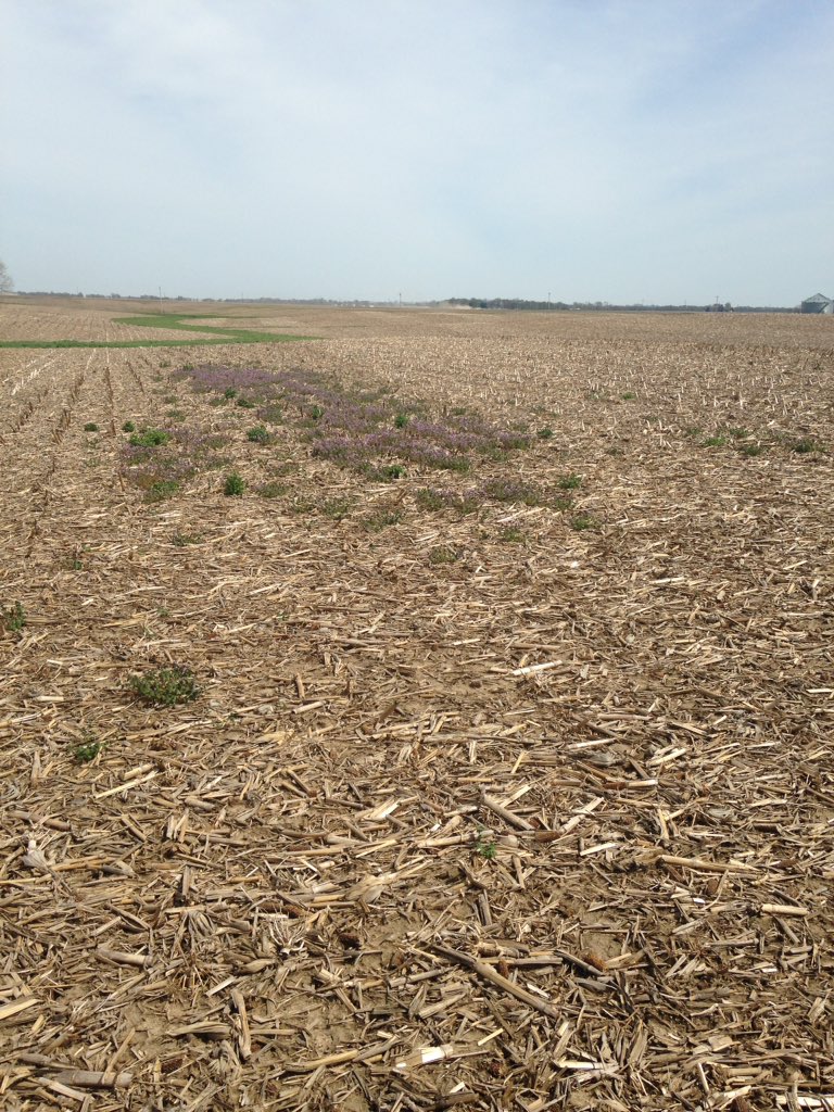 alexvanhise's tweet photo. Had a farmer leave a "check strip" to show his fall burndown was worthwhile!! https://t.co/8J9D758Cof