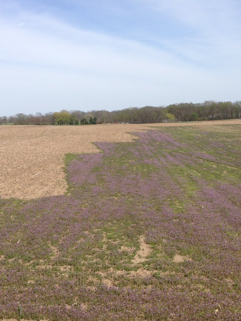 alexvanhise's tweet photo. Another check strip:  Sprayed fall burndown on a sand hill that he chisel plowed around. https://t.co/faOeH8uEns