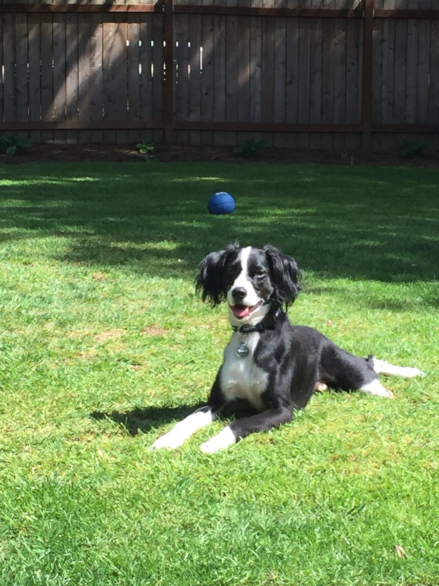 CaseyThorpe22's tweet photo. The best dog of all time... But I think it's about time he gets a brother or sister πΆ #Teeeebs https://t.co/AeFxCmp83v