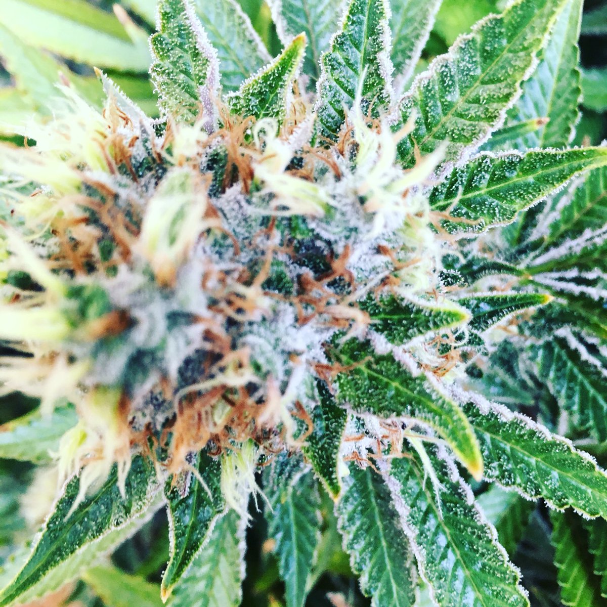 falcanna_wa's tweet photo. So excited our first crop is coming down! Get ready for #pacificblue and #dutchhaze 🤗 https://t.co/WfTNij9s0q