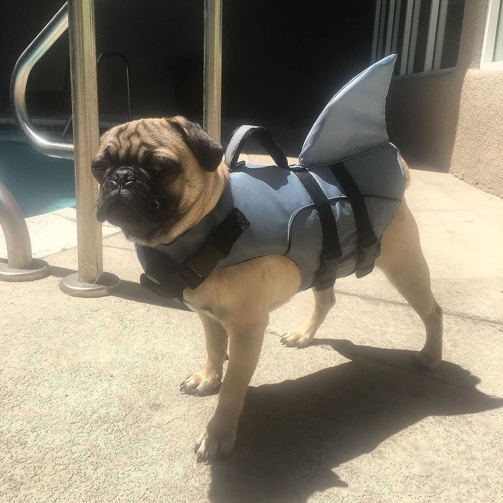 pug life vest