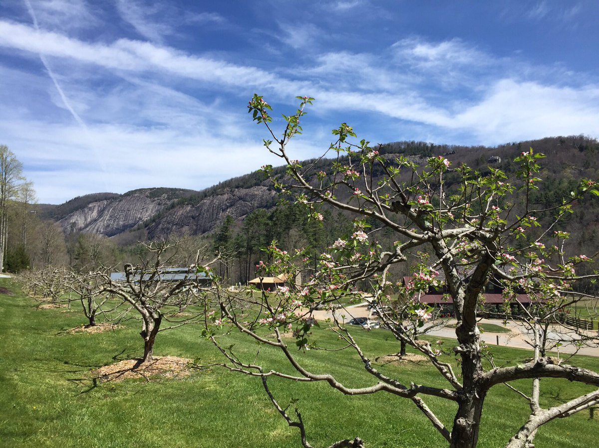 LonesomeValley's tweet photo. #Appleblossoms in bloom! #CashiersNC #avlwx https://t.co/vkQSWCY5k7