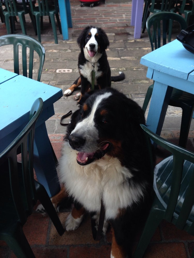 Some of the patio regulars at Maria's! <a href="/MariasTacoXpres/">Maria's Taco Xpress</a> #furbabyfriendly