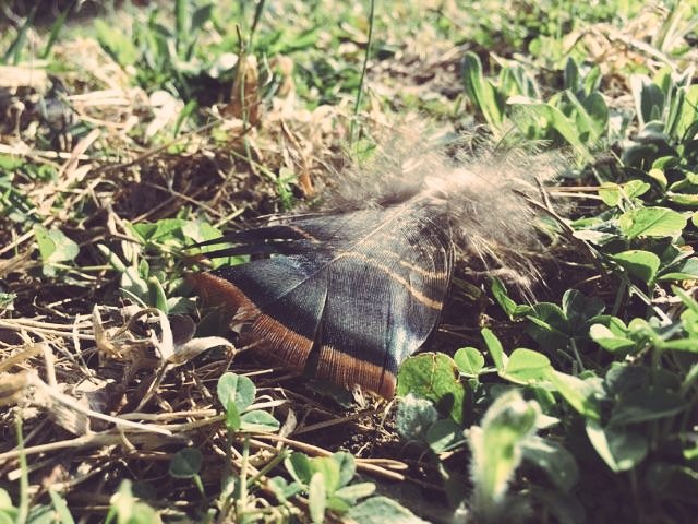 FinalStepOutdrs's tweet photo. Turkey feathers in the clover plot! 2 more weeks~Josh #fsolife #huntinglife #fullstrut #springgobbler #turkeyhunting https://t.co/njliqqFH5g