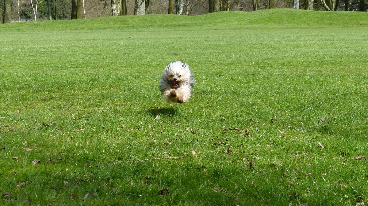 Susanna Frances tweet media