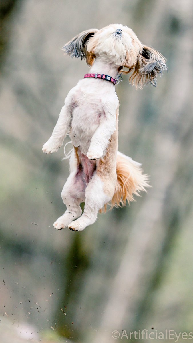 rallye16v's tweet photo. キャイ〜ン&ジャ〜ンプ!#キャイーン #ジャンプ #犬 #dog #dogsync #jump #cute #LovelyDog #tokyocameraclub #amazing #高山わんわんパラダイスホテル https://t.co/Qy18UddzBD