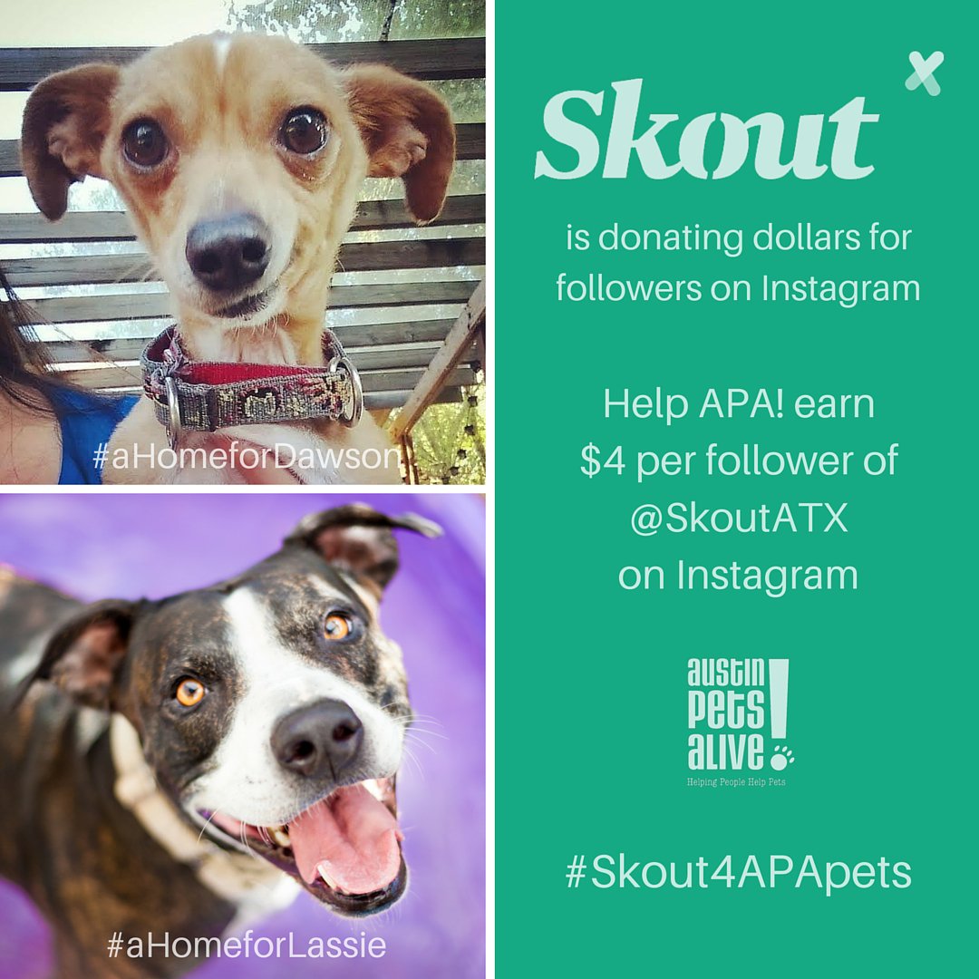 SkoutAustin's tweet photo. .@austinpetsalive #Skout4APApets $-4-APA! $4 ea new Instagram follower. Help us reach $5K https://t.co/Zd38yPaPVC https://t.co/GBzt2E7A63