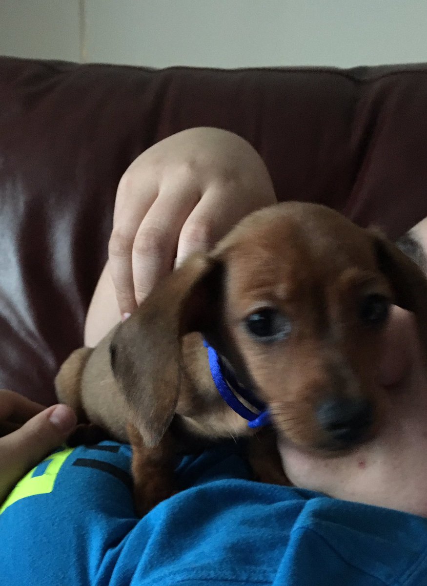 abbylouisesmith's tweet photo. welcome to the family Athena and Tucker!! https://t.co/6bEGjklHDW