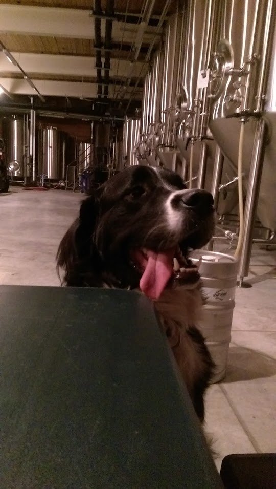 BucciBrews's tweet photo. Number 12 hanging out @LFBrewery! #alomar #drinklocal #craftbeer #bestdogever https://t.co/ofpImQlafx