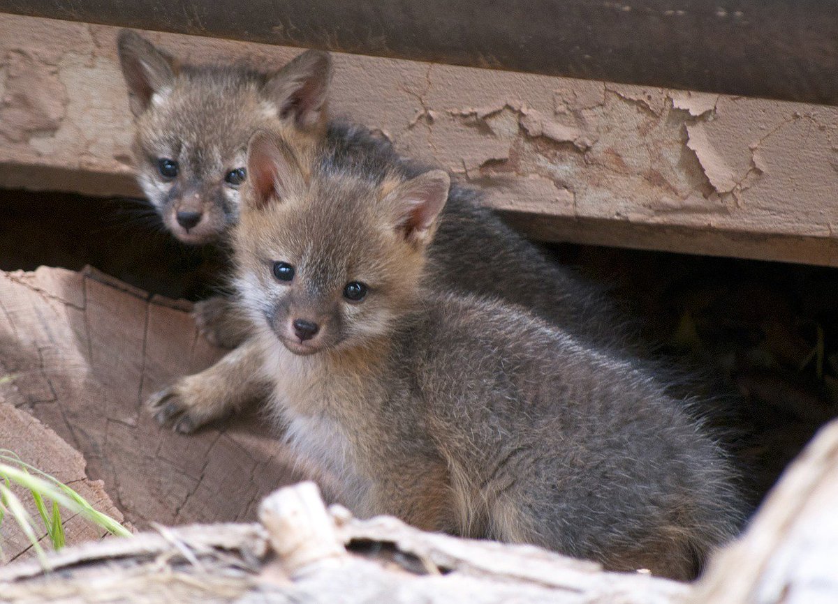 peta's tweet photo. Foxes are friends, not fur. https://t.co/4LmqhiEXAj