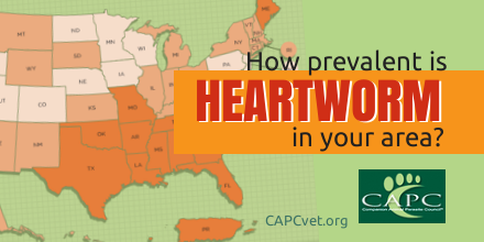 CAPCVet's tweet photo. How common is #heartworm near your #veterinary clinic?
Use our maps to check: https://t.co/HE7slc1AVF https://t.co/IYQRuykFS2