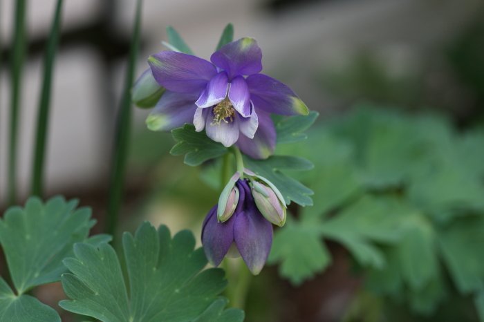 Doll Space Pygmalion おはようございます オダマキ 苧環 花言葉は 必ず手に入れる 愚か 断固として勝つ 花色によって違うようですが 紫 は 勝利への決意 捨てられた恋人 T Co Gt1jtjkswh Twitter