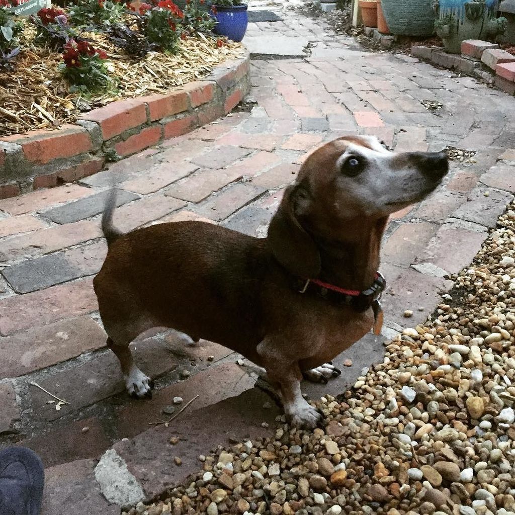 Ilovedogshop's tweet photo. My little peanut .. #dashoundoftheday #dashound #dashoundsofinstagram #sausagedogcentral #sausagedogsofinstagram #w… https://t.co/bx8MROHeDa