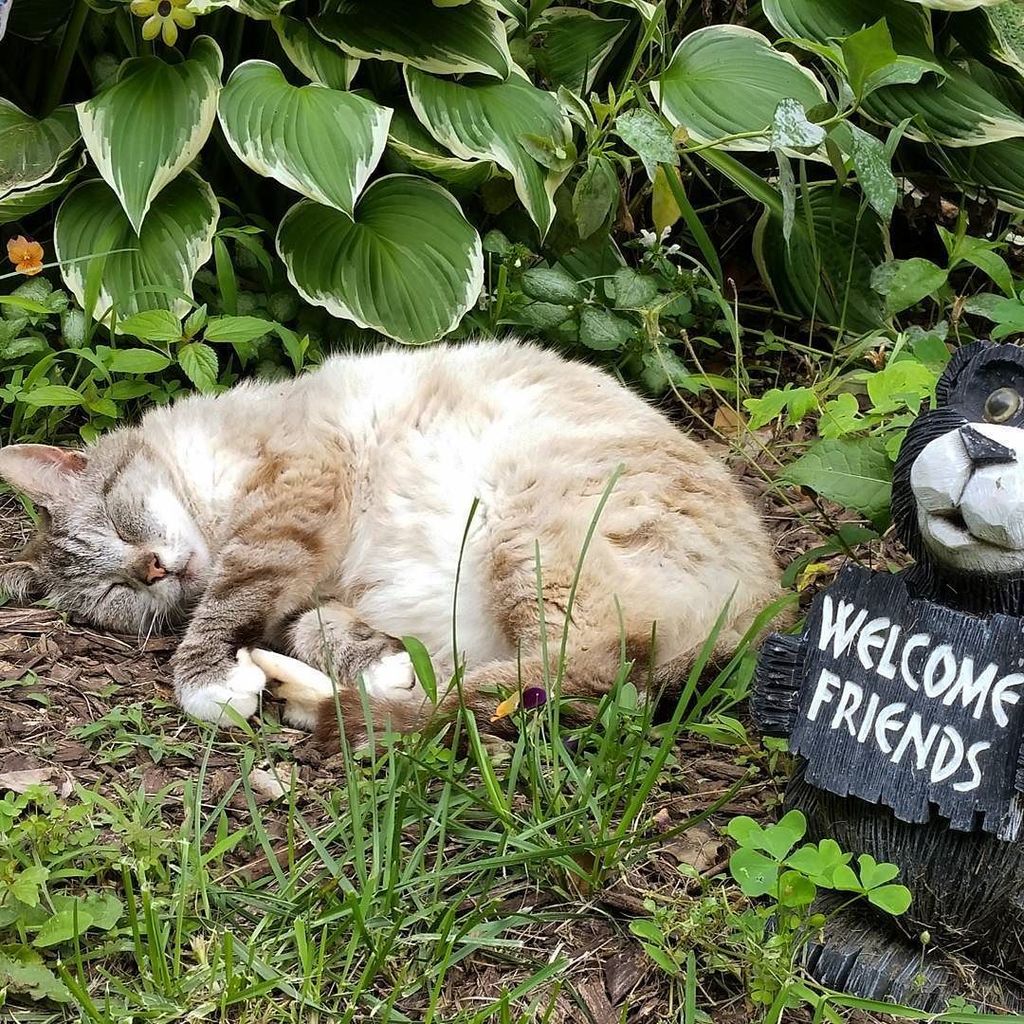 circlingsquare's tweet photo. Bear is so awesome and he could care less #๐ฝ #๐ป #laidbackcat #catnap #neko #topcatphoto #bestmeow #tabbycatsofinstaโฆ https://t.co/TOeb8nlSSQ