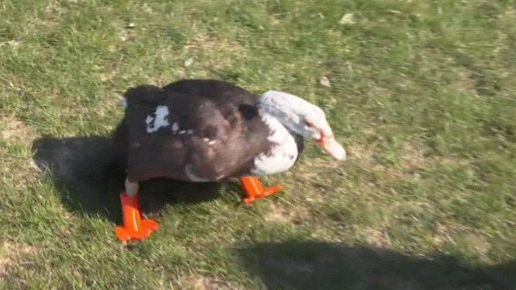 BBCScienceNews's tweet photo. VIDEO: Duck walks again on 3D printed feet https://t.co/8YDzaHQzSc https://t.co/pUpNUB7sm7