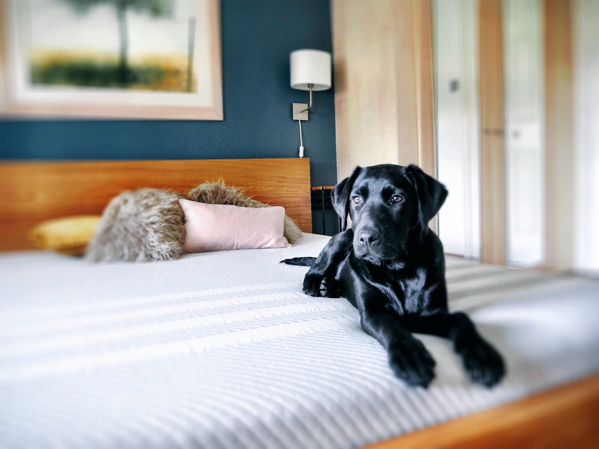 SeasonsInColour's tweet photo. My #Ultrasmart dog Bella has been self-promoted to 'new mattress tester'. @appealshading whatever next! 😂 https://t.co/3D4VW2rNE6