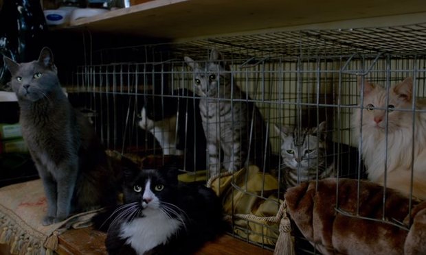 Henri Le Chat Noir On Twitter A Film Where A Man Turns