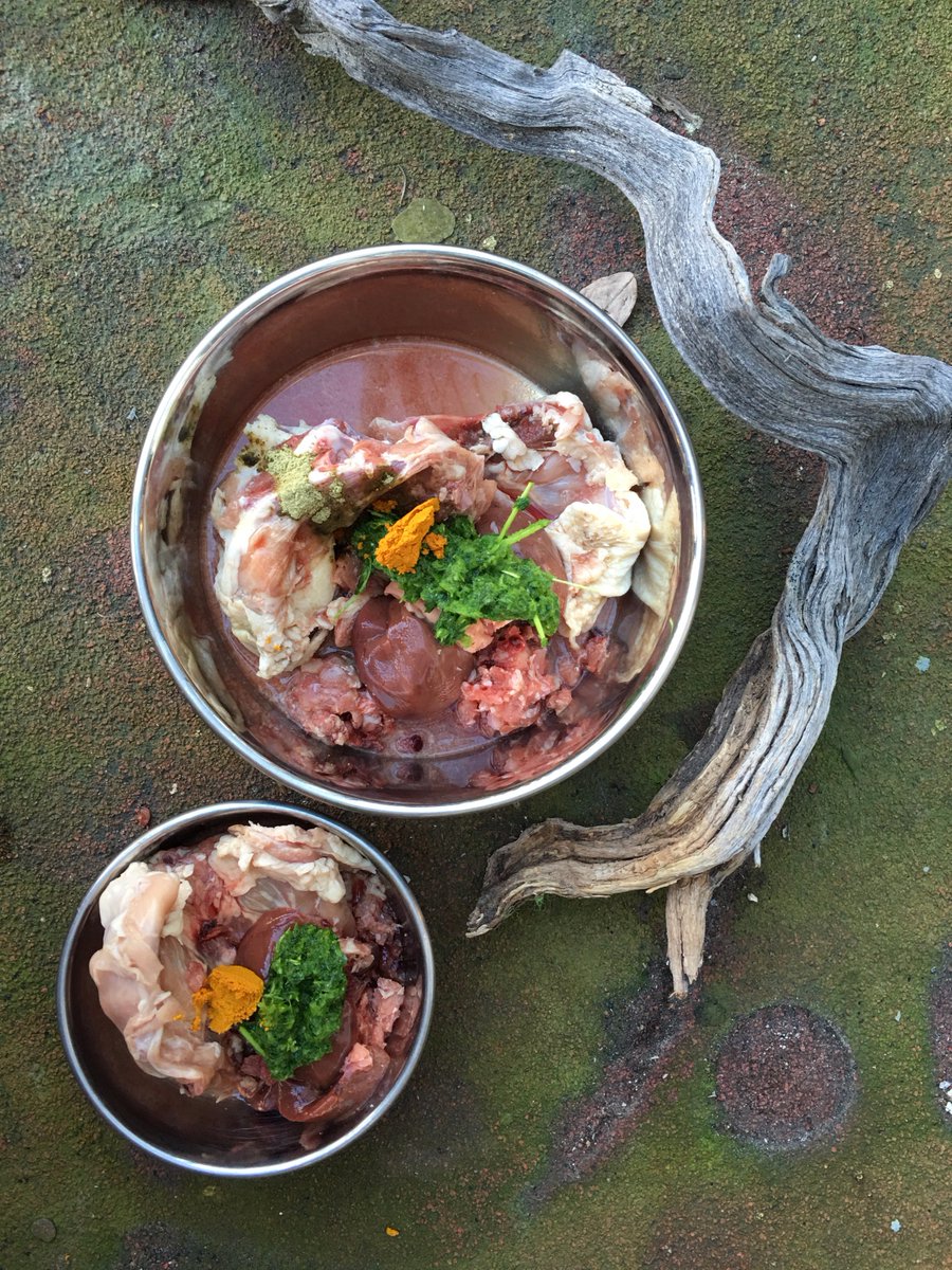 olliebearsf's tweet image. What&apos;s your dinner look like? #olliebearrawr #olliebeardogs