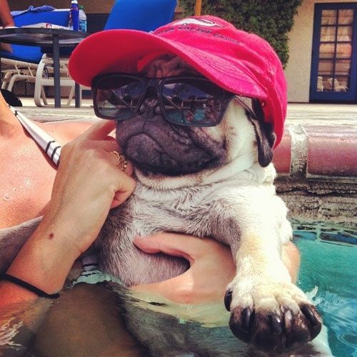 PLC_Singapore's tweet photo. Dog Caption: Fashion diva.
#DogCaption #DogFashion https://t.co/IGwqGYurjA