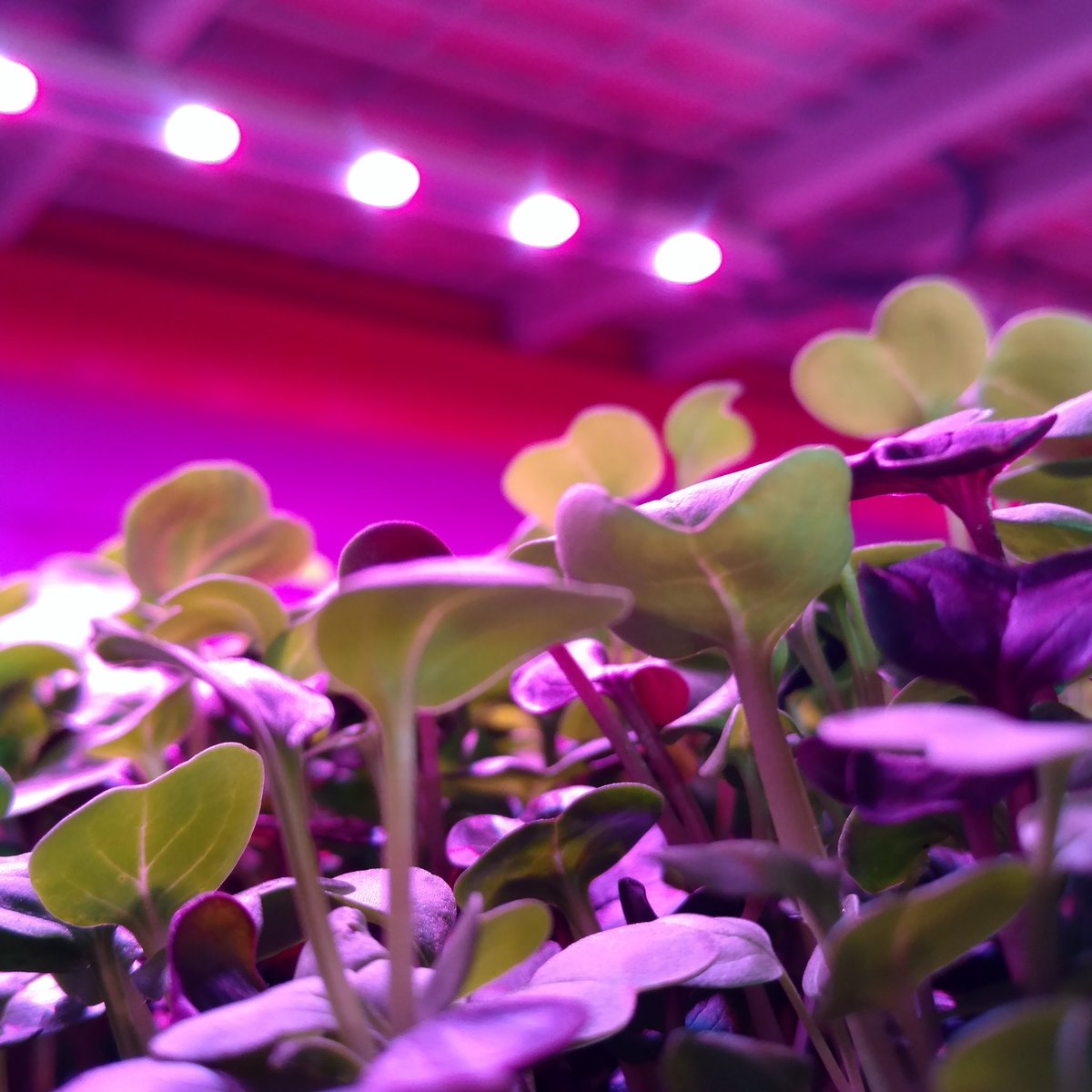 StrataFarms's tweet image. Our spicy radish mix soaking up some LED efficient energy