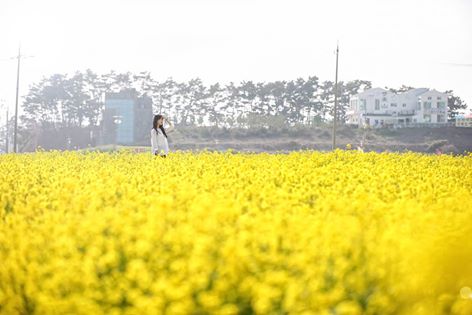 나만 알고싶은
 핵이쁜 간월도의 봄
 상큼함이 톡톡 터질듯한 #유채꽃