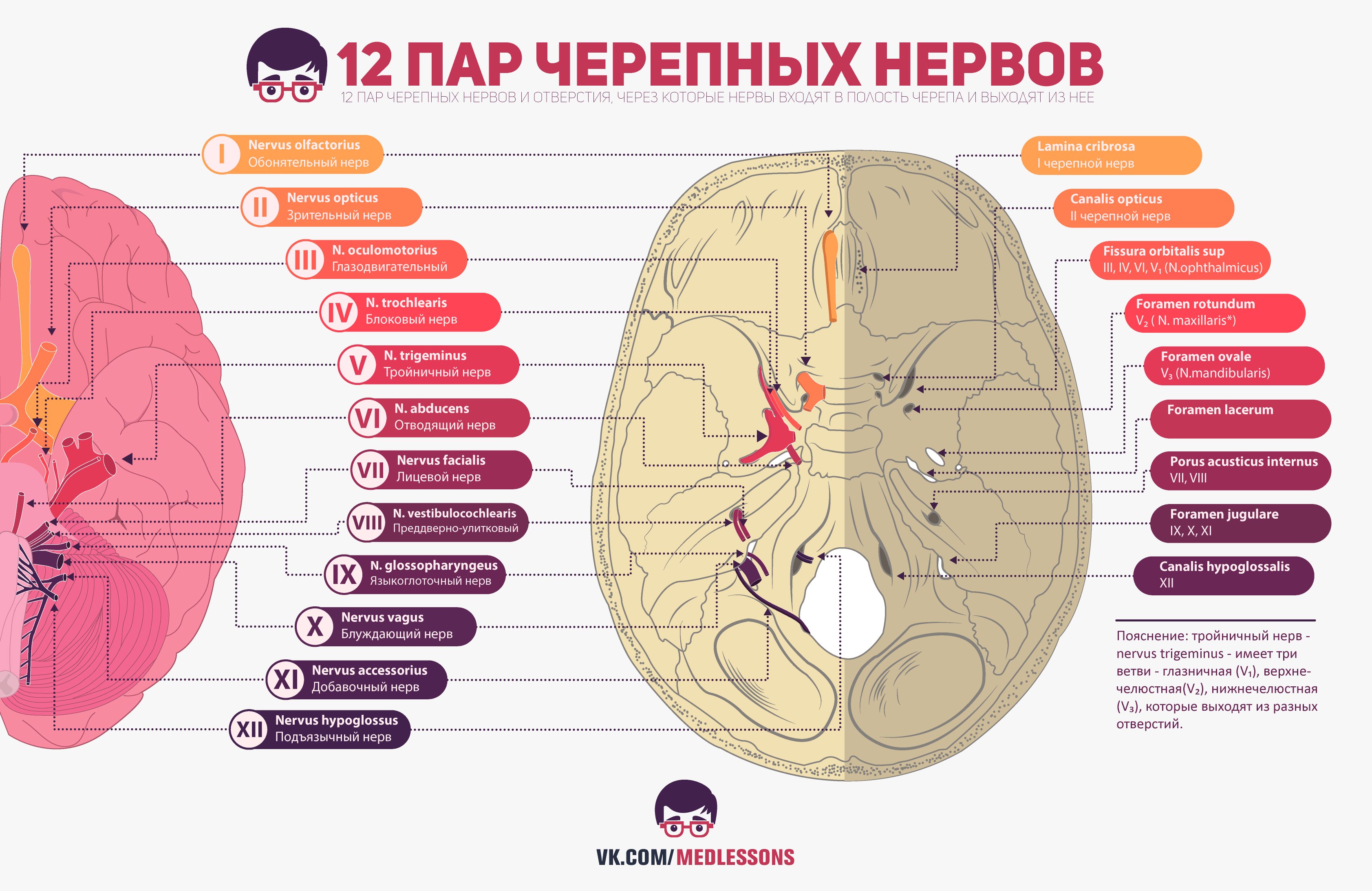 12 Пар черепно мозговых нервов анатомия