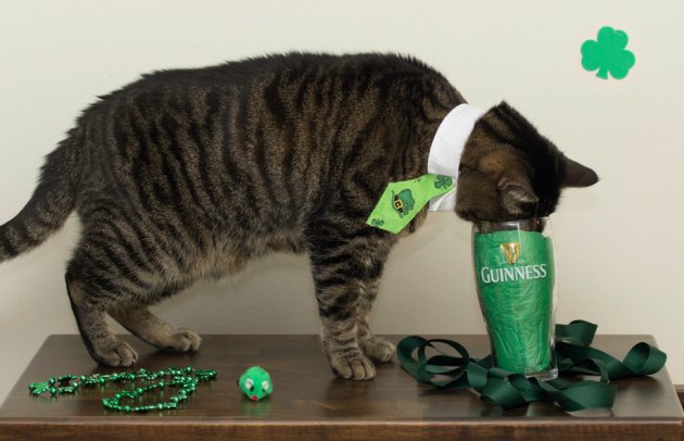 FG_Emigration's tweet photo. Did you know that cats outnumber dogs by 2 to 1 as Ireland's most popular pet? #Ireland #catslovers #didyouknow https://t.co/DA5Wsbq3l7