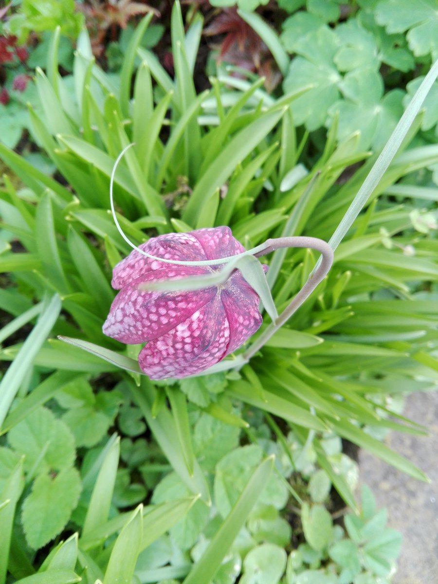 FeeFeeRot's tweet image. #schachblume#checkerboardflower#garden#springtime