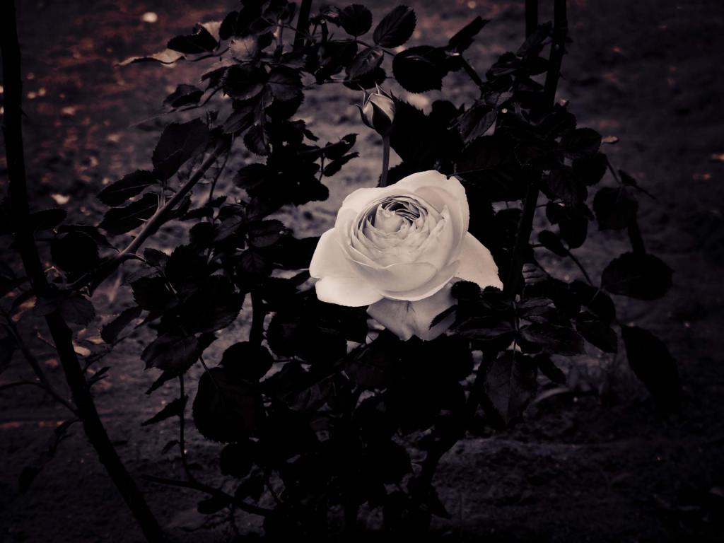 Twitter 上的 Neo Himeism 葉に囲われた薔薇 を公開しました 創作に使える素材 創作 花 薔薇 フリー素材 写真 写真好きな人と繋がりたい T Co Qncbhvxetj T Co 9gp7hu0grb Twitter