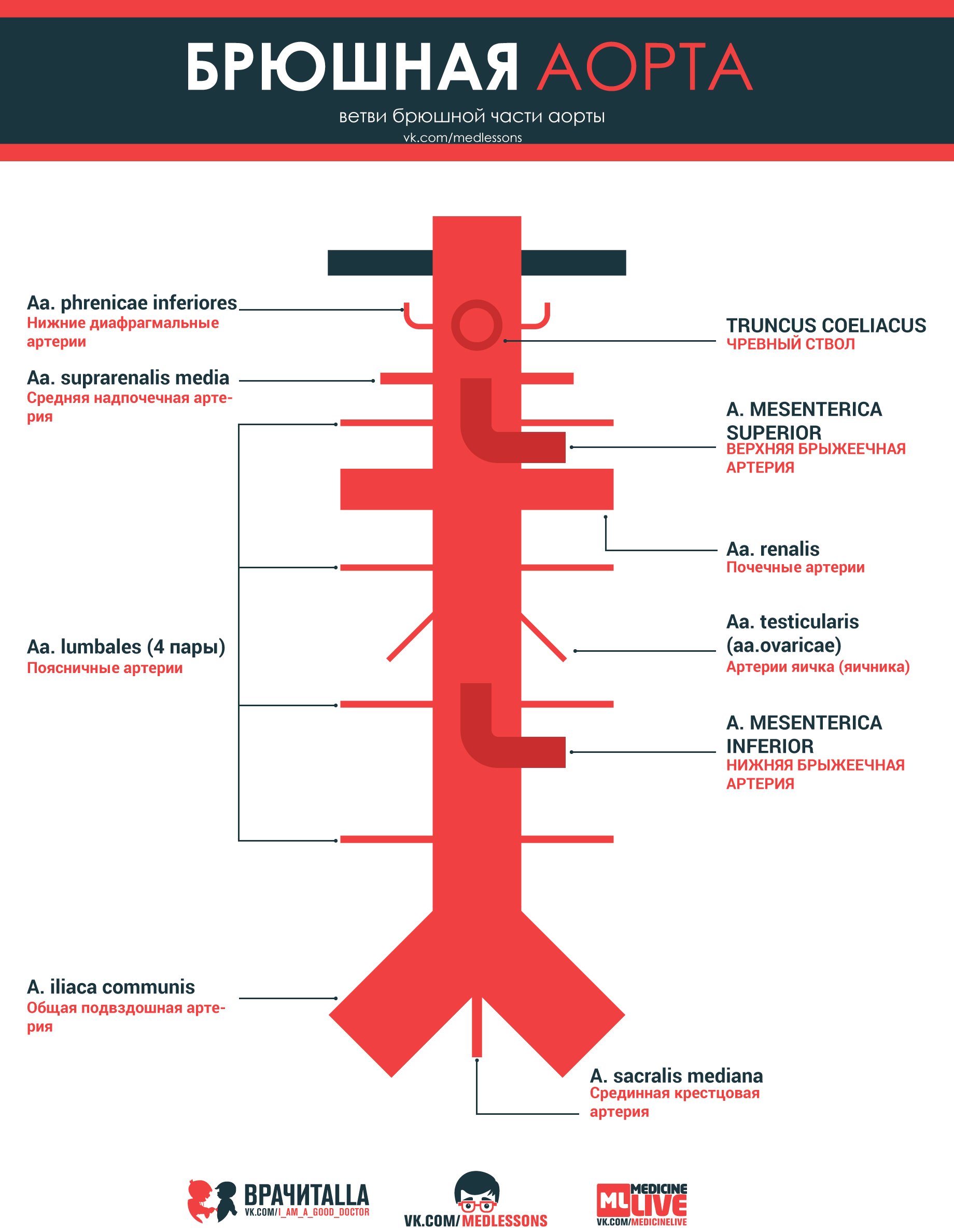 ветви брюшной аорты схема анатомия. брюшная аорта схема. ветви брюшной аорты анатомия. висцеральные ветви (артерии) грудной аорты. ветви брюшной части аорты схема.