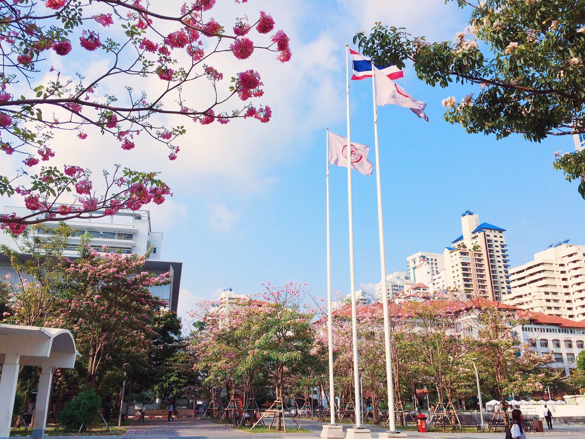 pmhououk's tweet photo. ดอกไม้ผลิ กำลังสวยเลย 🌸🌸 #ทีมมศว #reviewbangkok #reviewThailand https://t.co/8KliKtJNCw