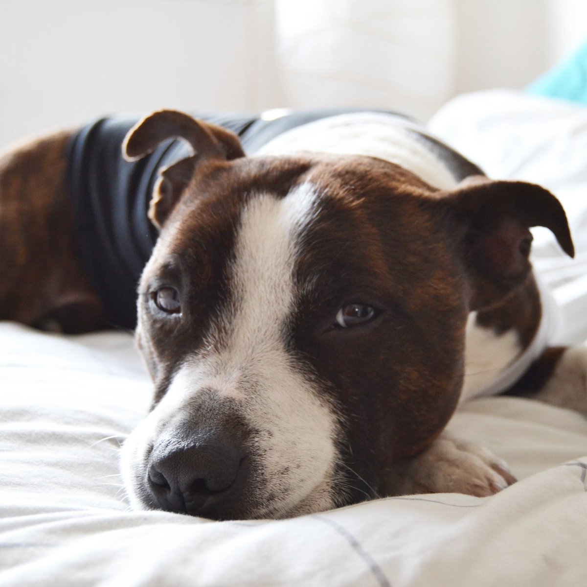 houseofneed's tweet photo. Now I want to be your dog!
#staffordshirebullterrier #staffy #hardlife #houseofneed #blackcountry #sabbc https://t.co/izlGDnnaGT