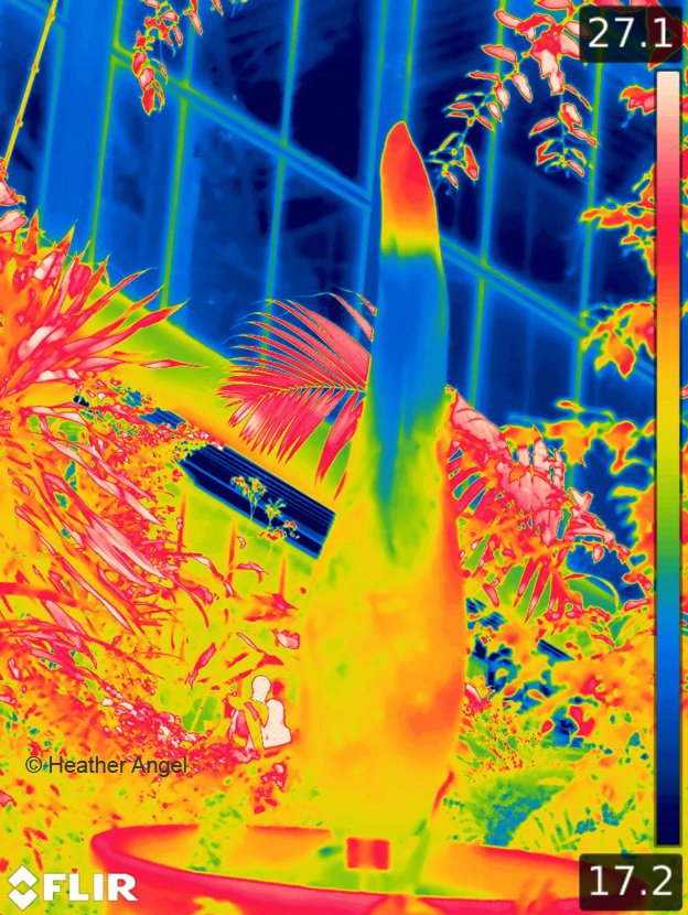 angelantics's tweet image. Thermal image of titan arum in #PoWC @kewgardens before spathe is fully open shows hot spot at spadix tip