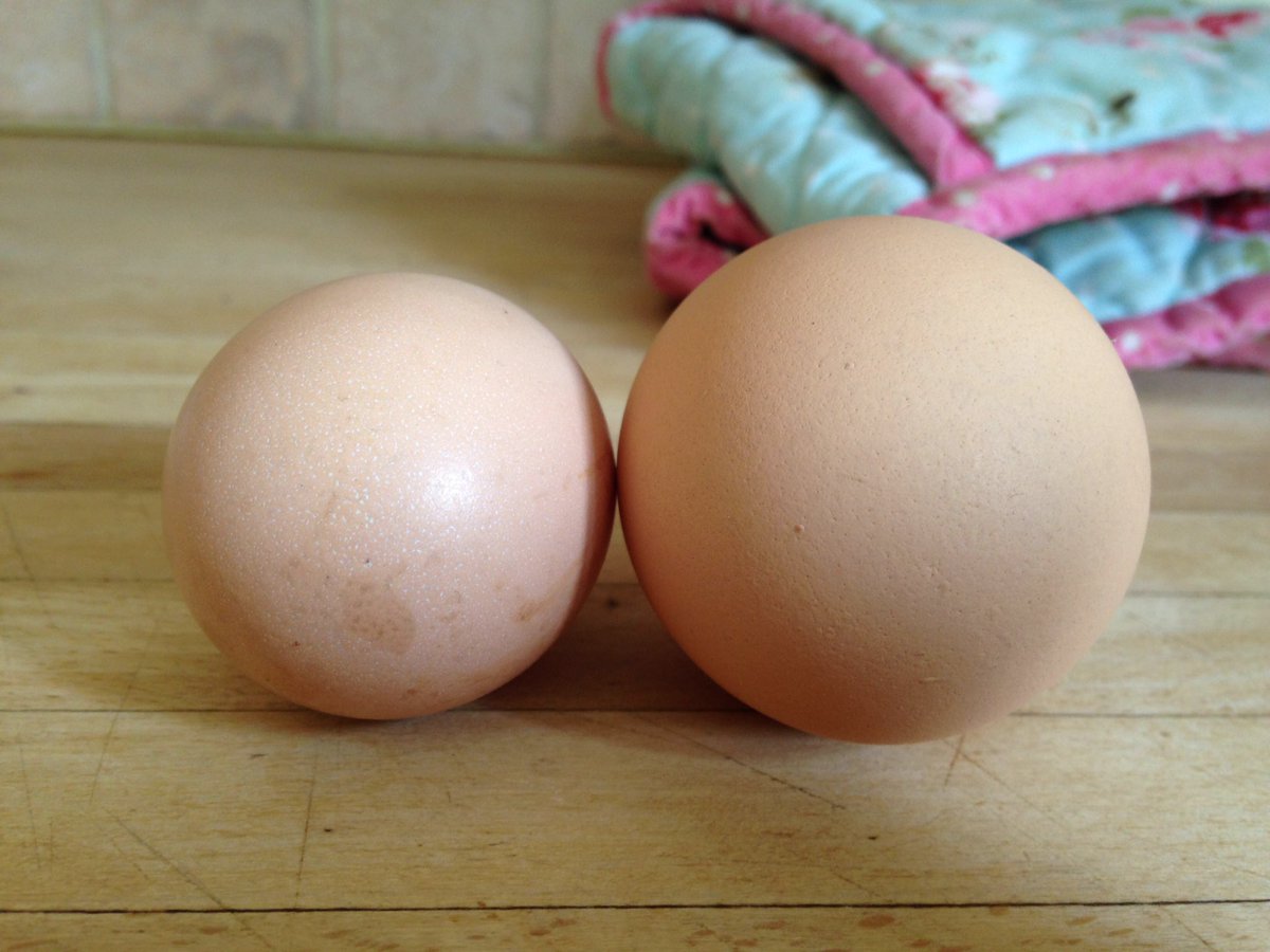 gsmit28's tweet photo. @waitrose this is some kind of joke right? #egggate #doingthingsbyhalf #halfarsed https://t.co/qsy9MkDWYh