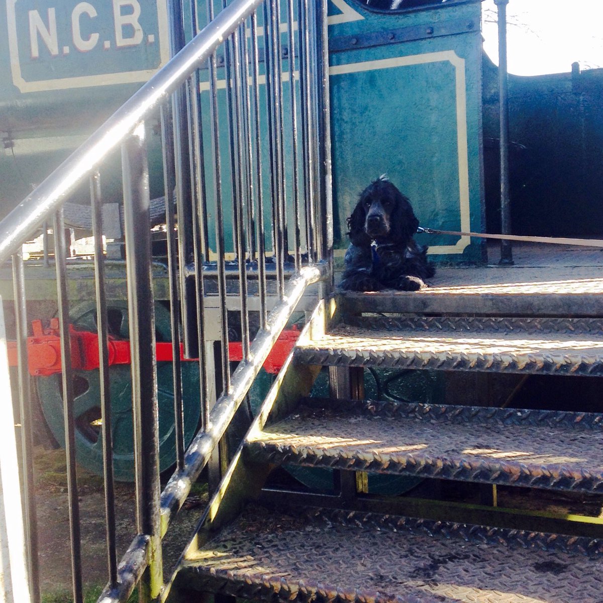 gordonwebs's tweet image. Polkemmet country park.  #dogtour