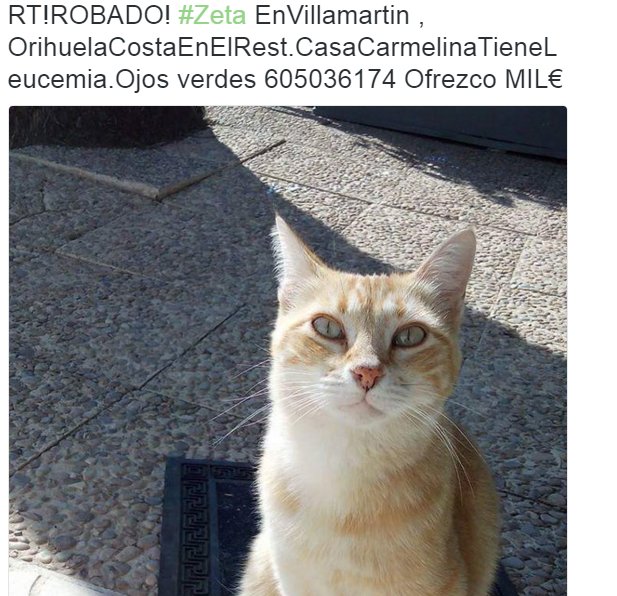 LostAnimales's tweet photo. #Alicante en Orihuela, gato robado! https://t.co/6kZHWRS52d
