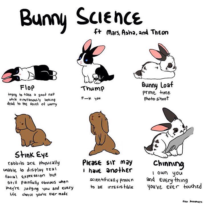 SaveaFluff (SaveaFluff) Twitter