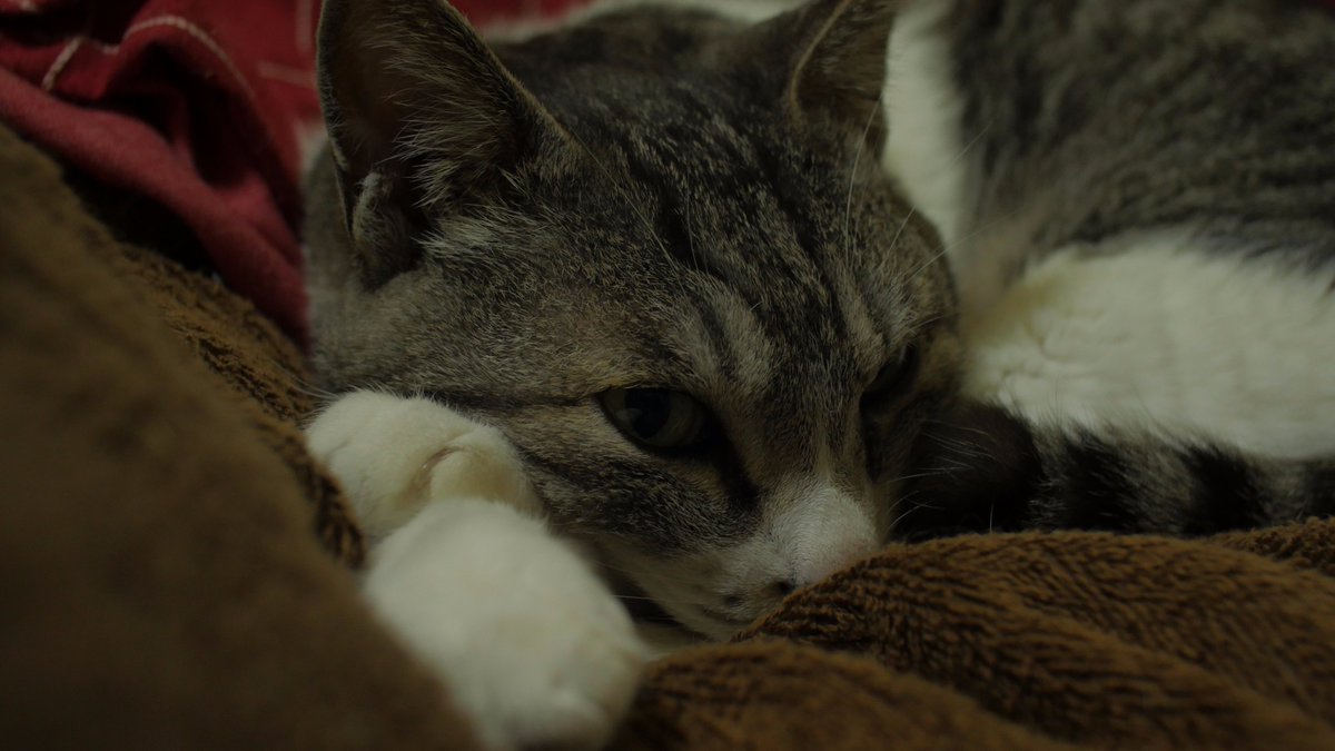 Tommy Oueaae Twitter