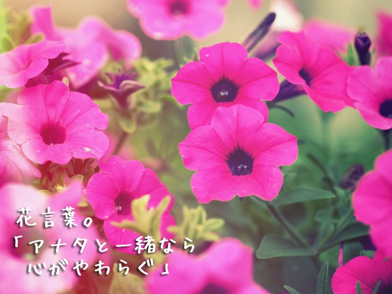 Flower ペチュニアの花言葉 アナタと一緒なら心がやわらぐ T Co Ecybve5yg5 Twitter Flower ペチュニアの花言葉 アナタと一緒なら心がやわらぐ T Co Ecybve5yg5 Twitter