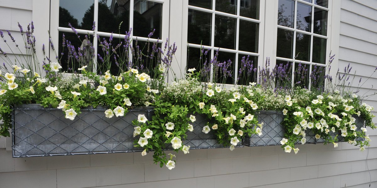 GardenRequisite's tweet image. How are the window boxes shaping up? #Planting pics perchance? #SpringWindows bit.ly/Spring_Window_…