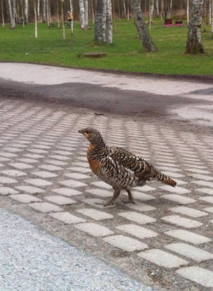 SNackaMer's tweet photo. Vårkänslor i Nackareservatet! https://t.co/vuzVp8bMpx https://t.co/jf3hXoT9Lm