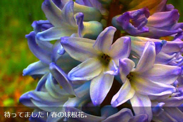 球根花 球根花