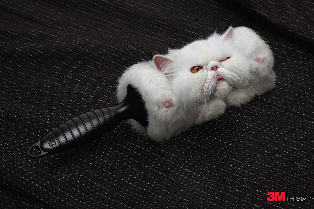 IvankaPatel's tweet photo. @heidi_auv I found your cat! I can't get over this. https://t.co/LO3gxE056D