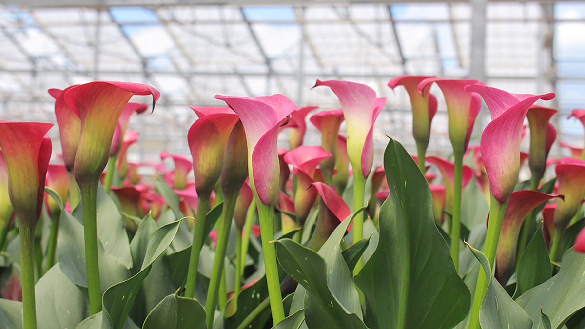 MetrolinaGHS's tweet photo. Thinking of Mother's Day gift ideas yet? These Calla Lilies will show Mom your love year after year! https://t.co/2NmHELVLF4