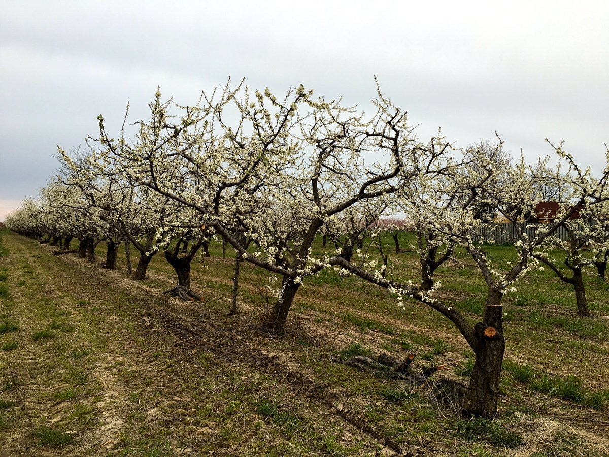 NiagaraPresents's tweet photo. There's an added perk to visiting us in Beamsville right now: #blossomwatch2016! https://t.co/2Ot8MzGkBE