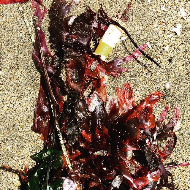 WtButt's tweet photo. What doesn't belong? #WTBUTT 
#sanfrancisco #1MostLitteredObjectOnEarth
#cigarette #buttsKillMarineLife https://t.co/yq0TSzY1Ys