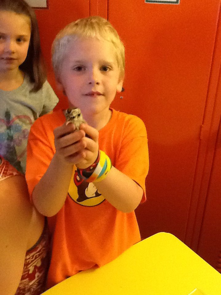 elie02lea's tweet photo. @LibertyELaisd #gettingourduckon #animallifecycle https://t.co/ivoQo5KuZX