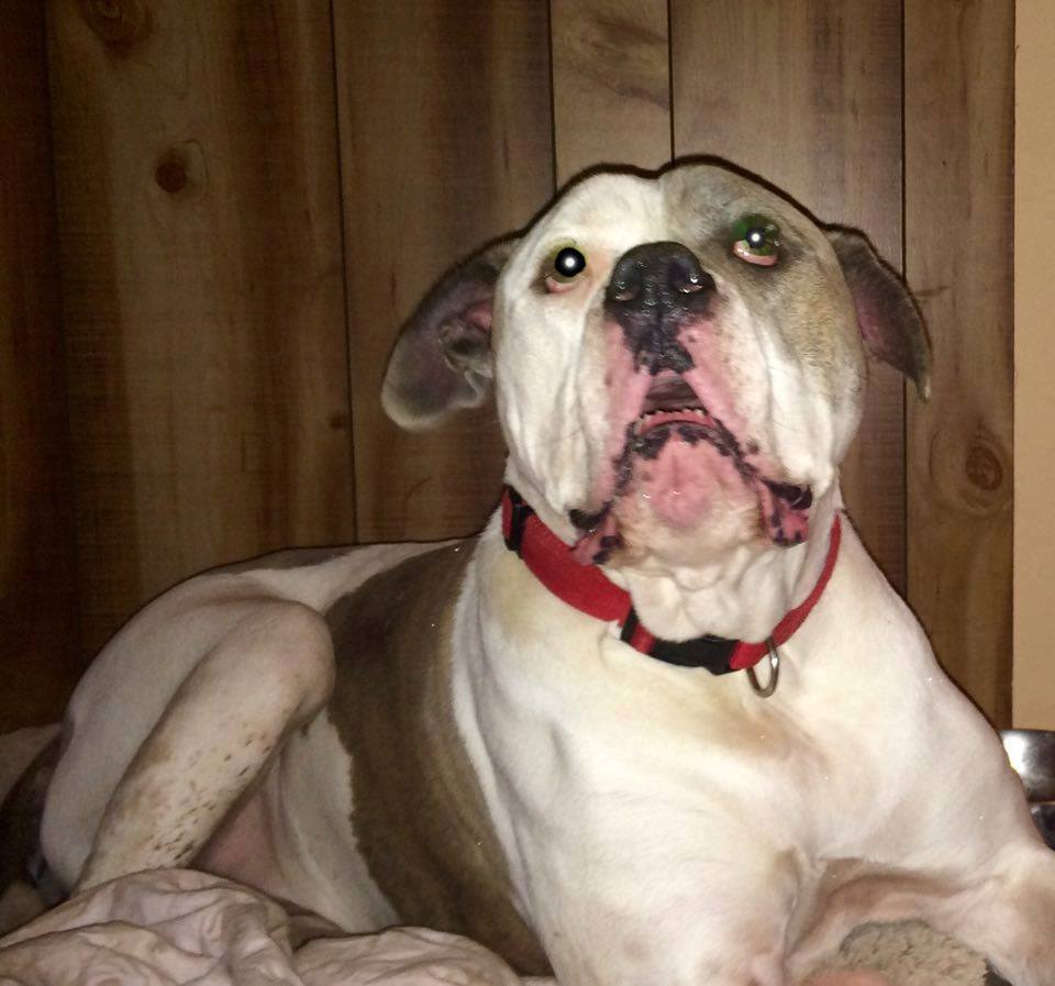 GoodBonesDogs's tweet photo. #dogsoftwitter #dogsofinstagram #PostaPaw Kissing Booth at PetVaul Elmsdale Apr 30 1-3 w/Kellie & Winston https://t.co/P0tsMMq0ww