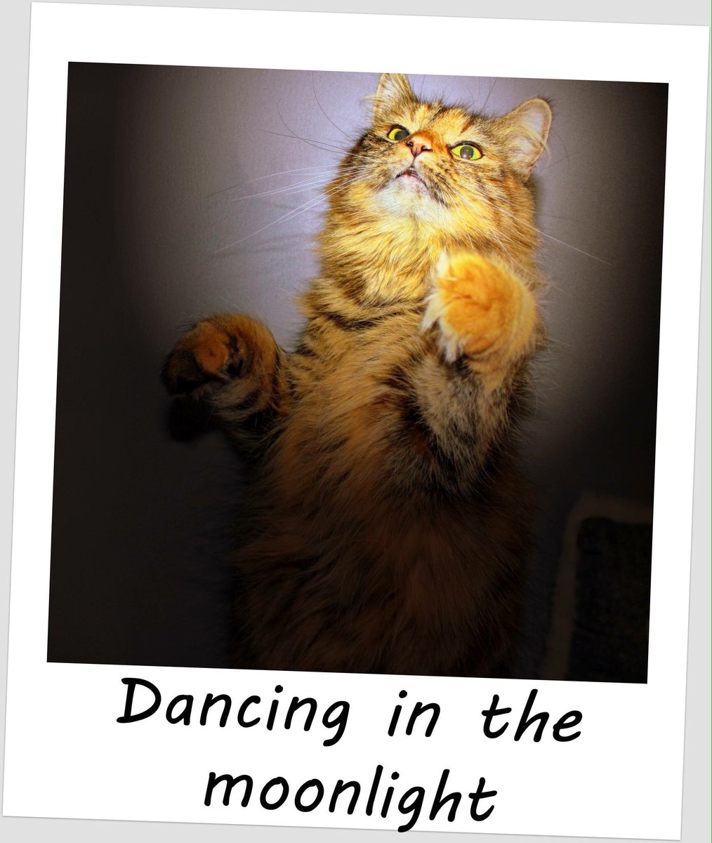 catzpics's tweet photo. https://t.co/3msDxMoEsO