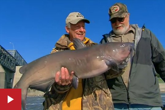 Giant Red River Channel Catfish puls.ly/otrG8A #fishing